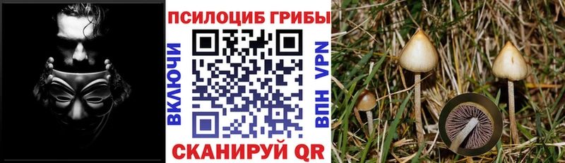 Галлюциногенные грибы Psilocybine cubensis  Тара 