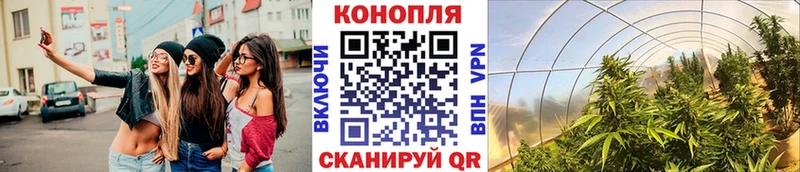 OMG   Тара  Каннабис индика 
